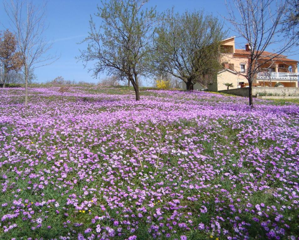 Apartments Alice Green Oasis - Poreč Rom bilde